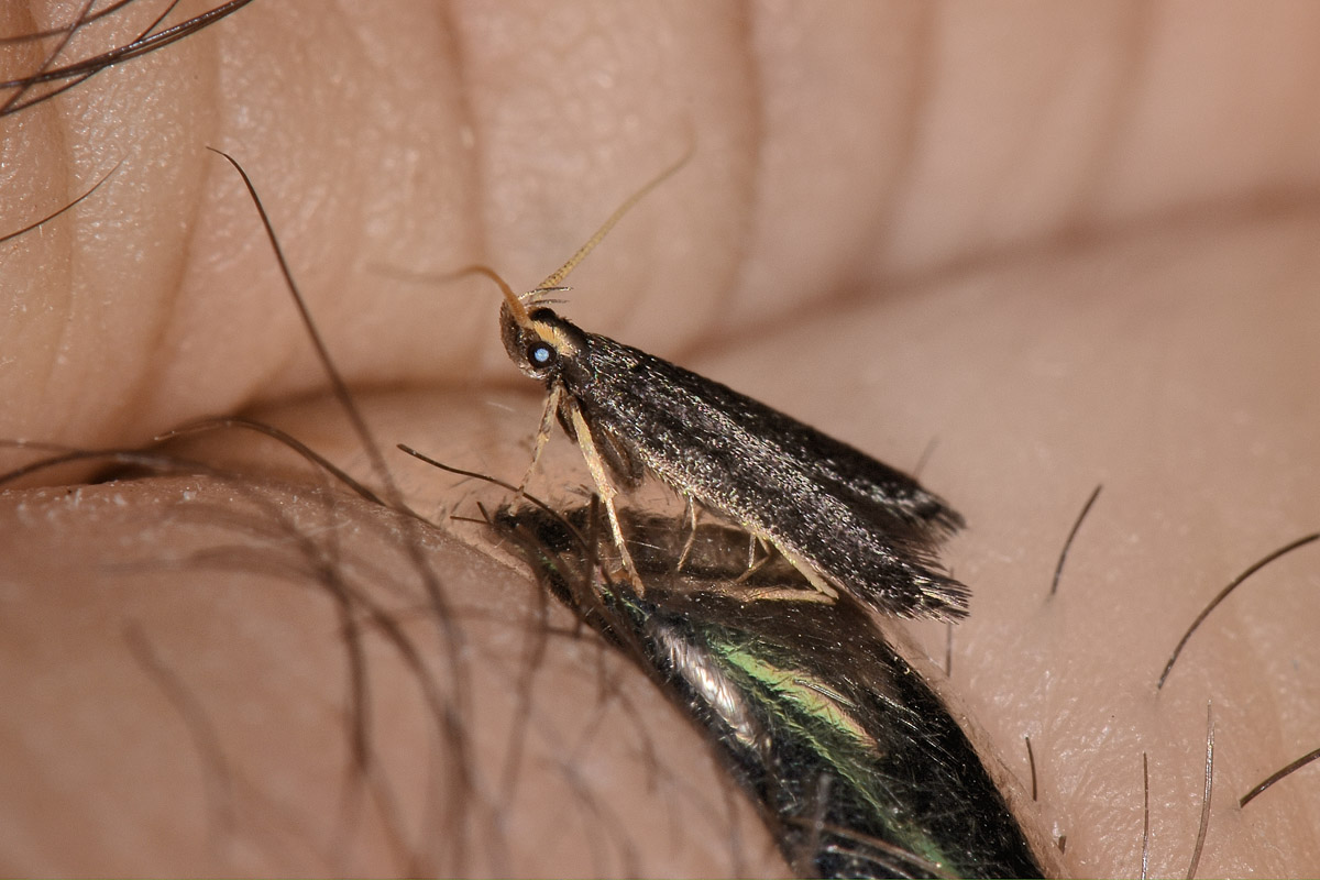 da identificare: Lecithocera nigrana - Lecithoceridae